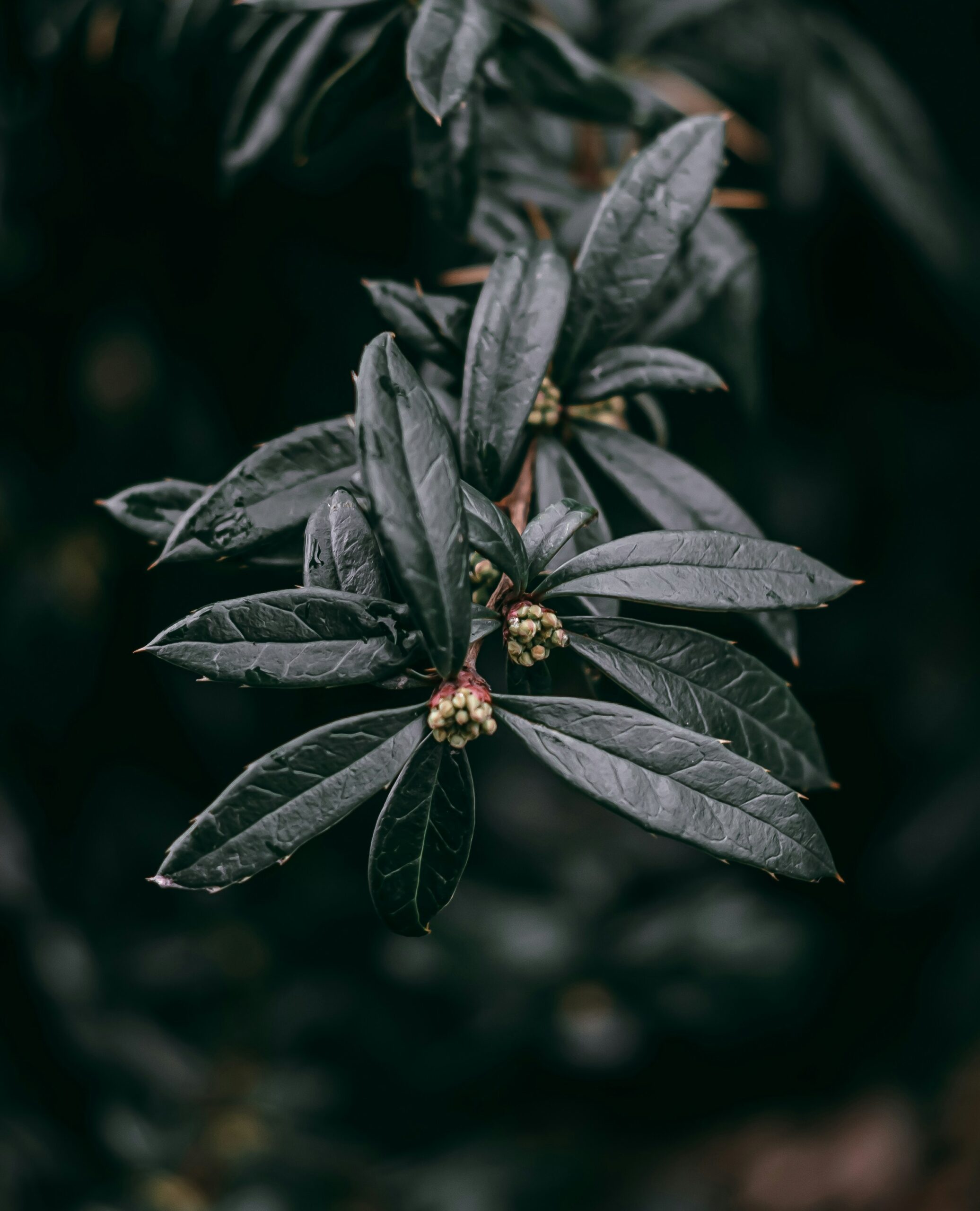 a close up of a plant with green leaves