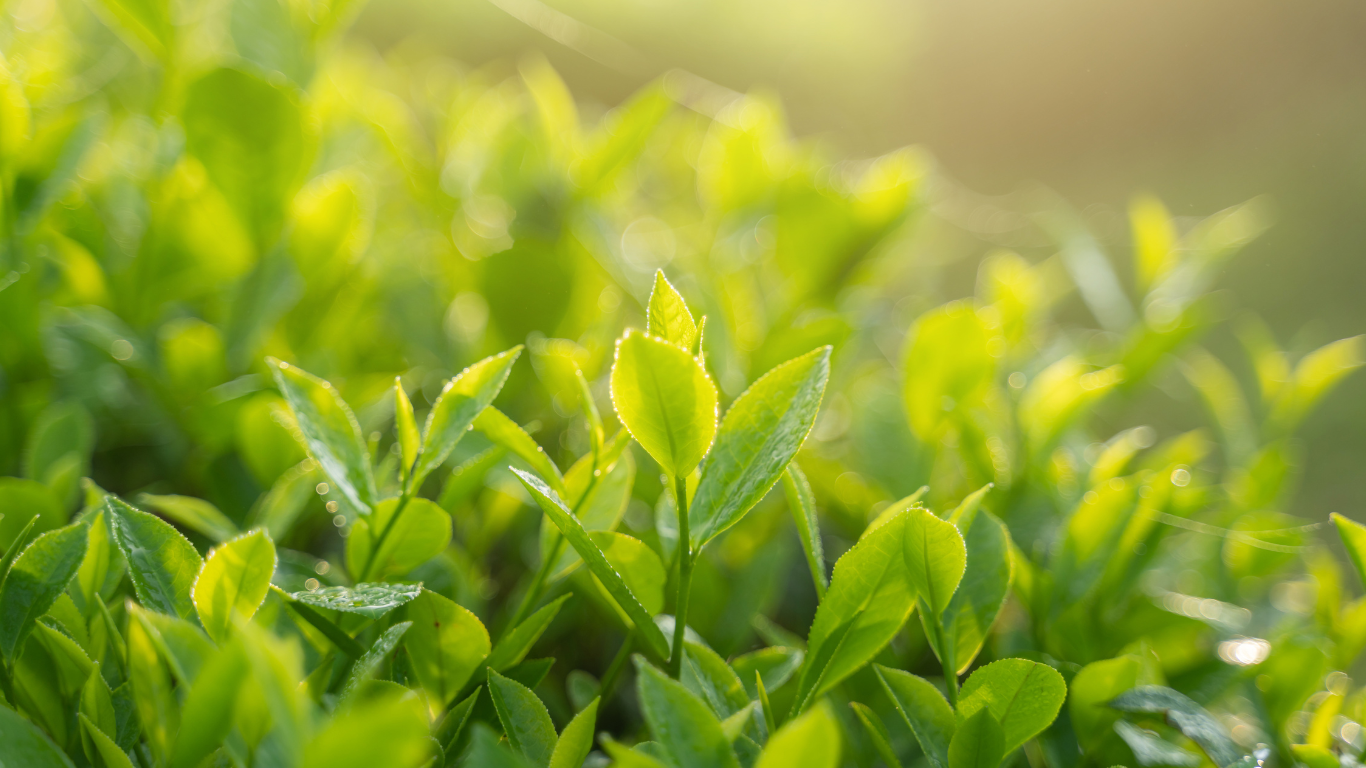 Elevate Your Experience: Herbs That Enhance Endurance and Energy!